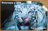 Zwierzta w ZOO Tygrys bengalski - 25 impulsw zuyta stan jak na zdjciach